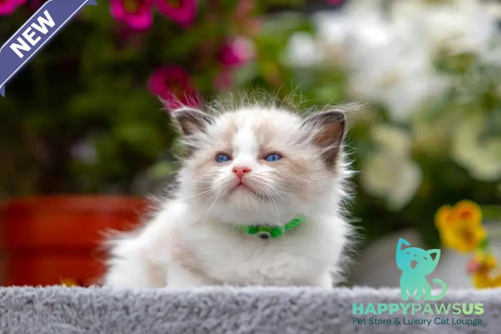 Noy Ragdoll male seal bicolour - live animals