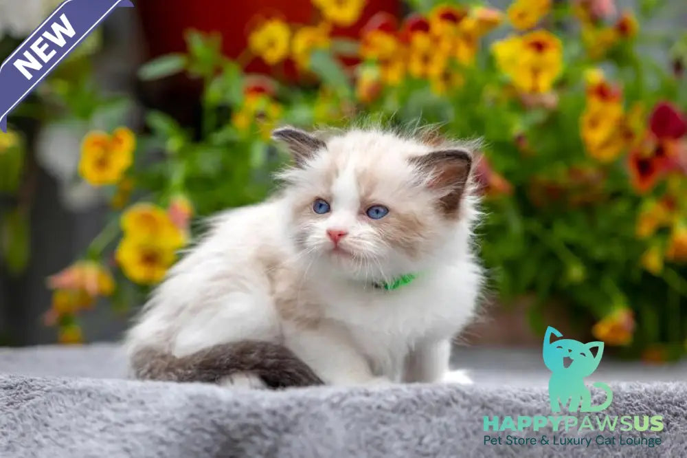 Noy Ragdoll male seal bicolour - live animals