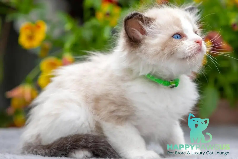 Noy Ragdoll male seal bicolour - live animals