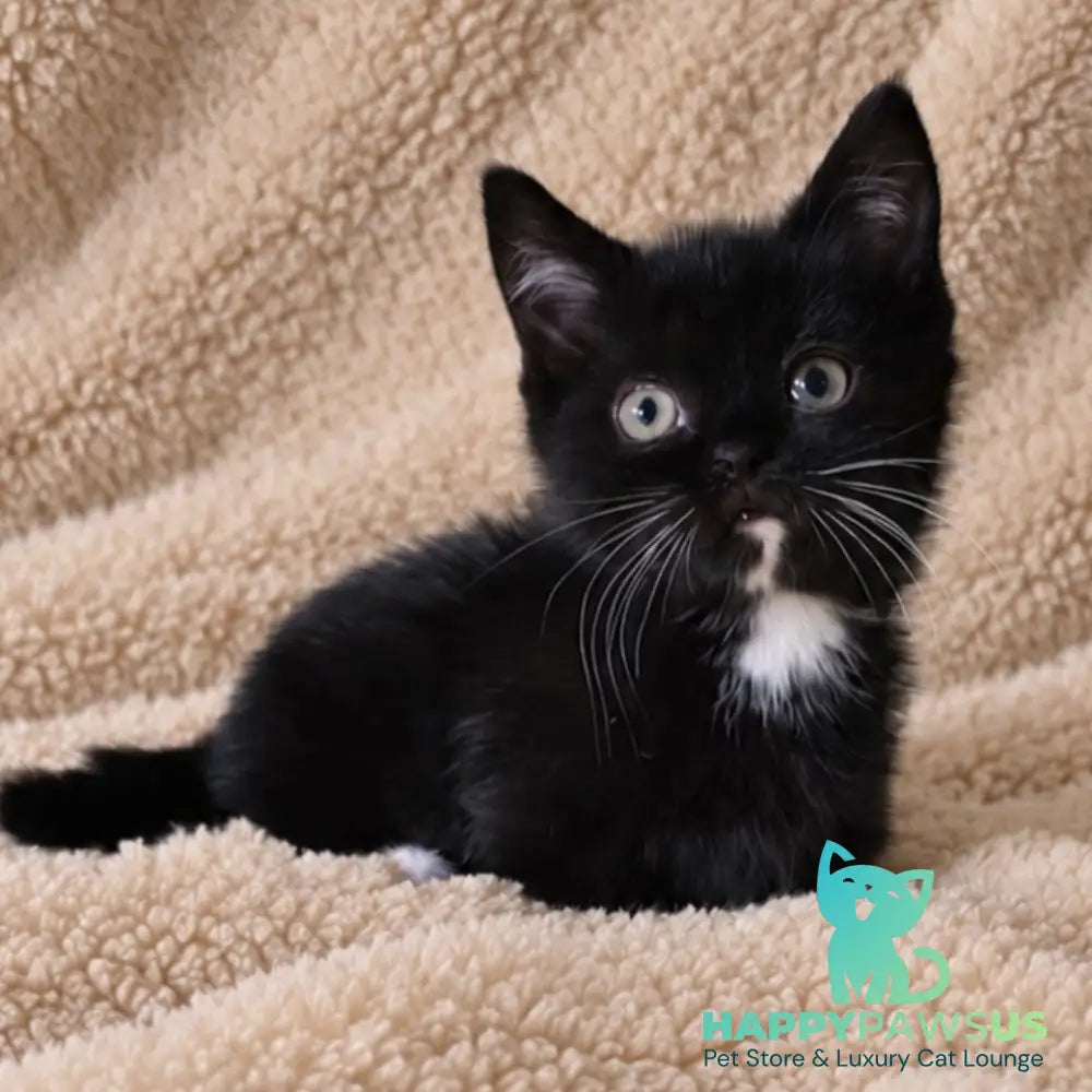 Nuar Munchkin male black with white - live animals