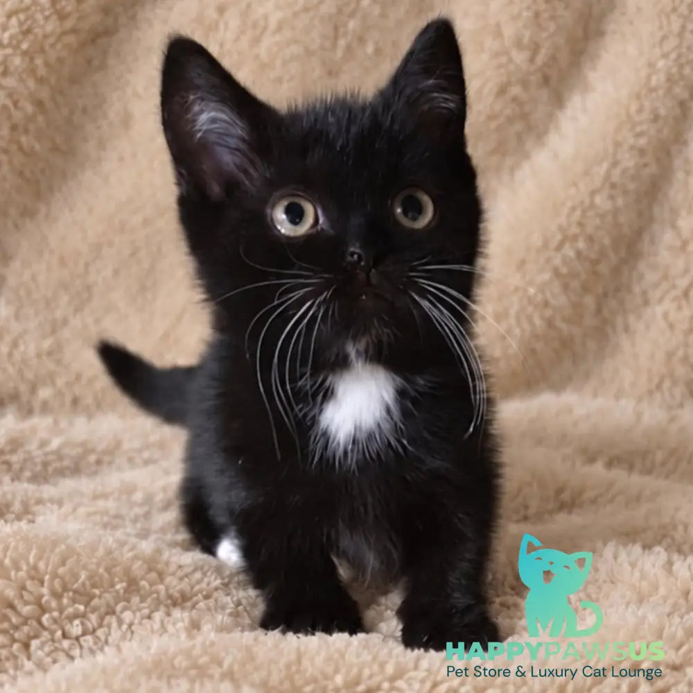 Nuar Munchkin male black with white - live animals