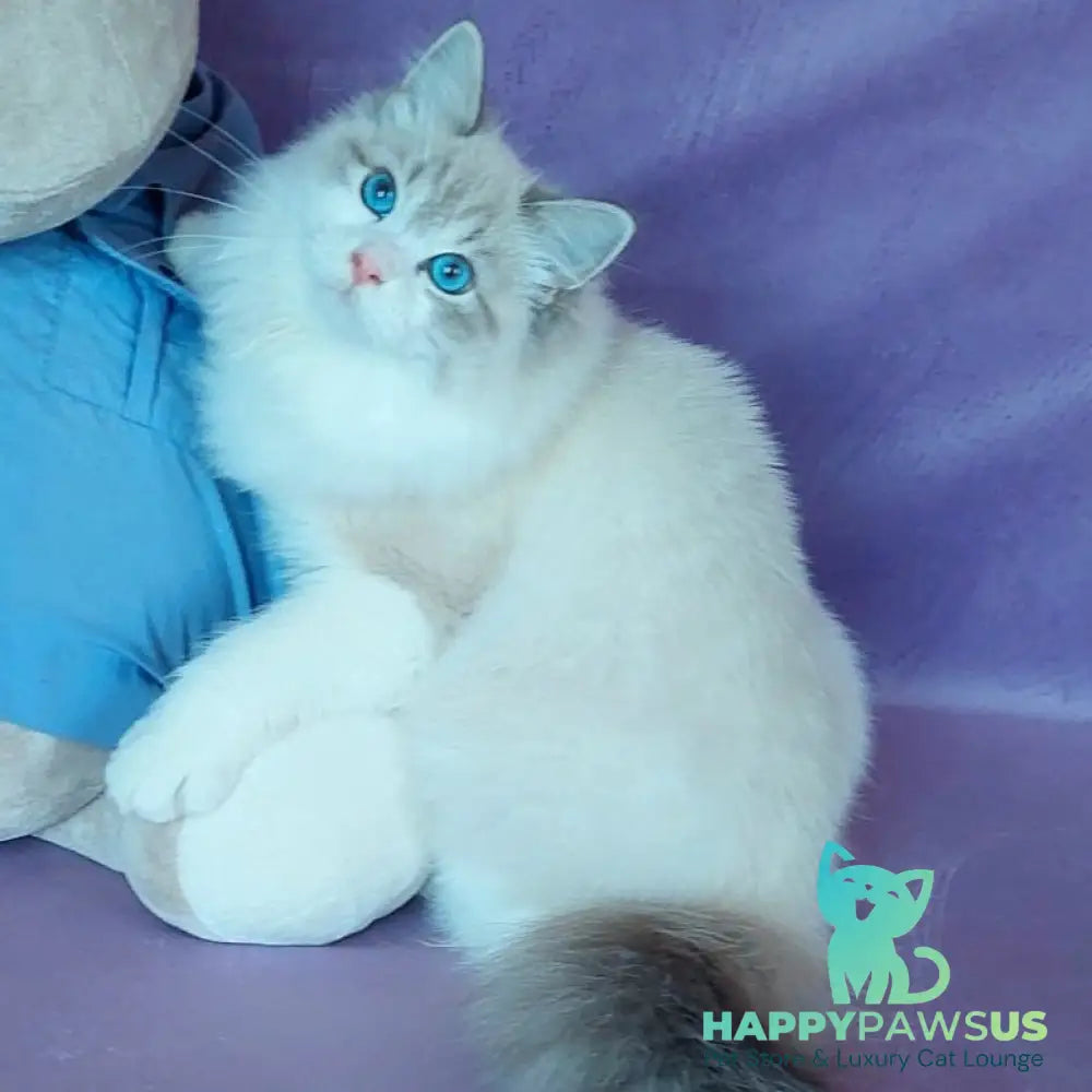 Nummarius Siberian male blue bicolour tabby pointed - live animals