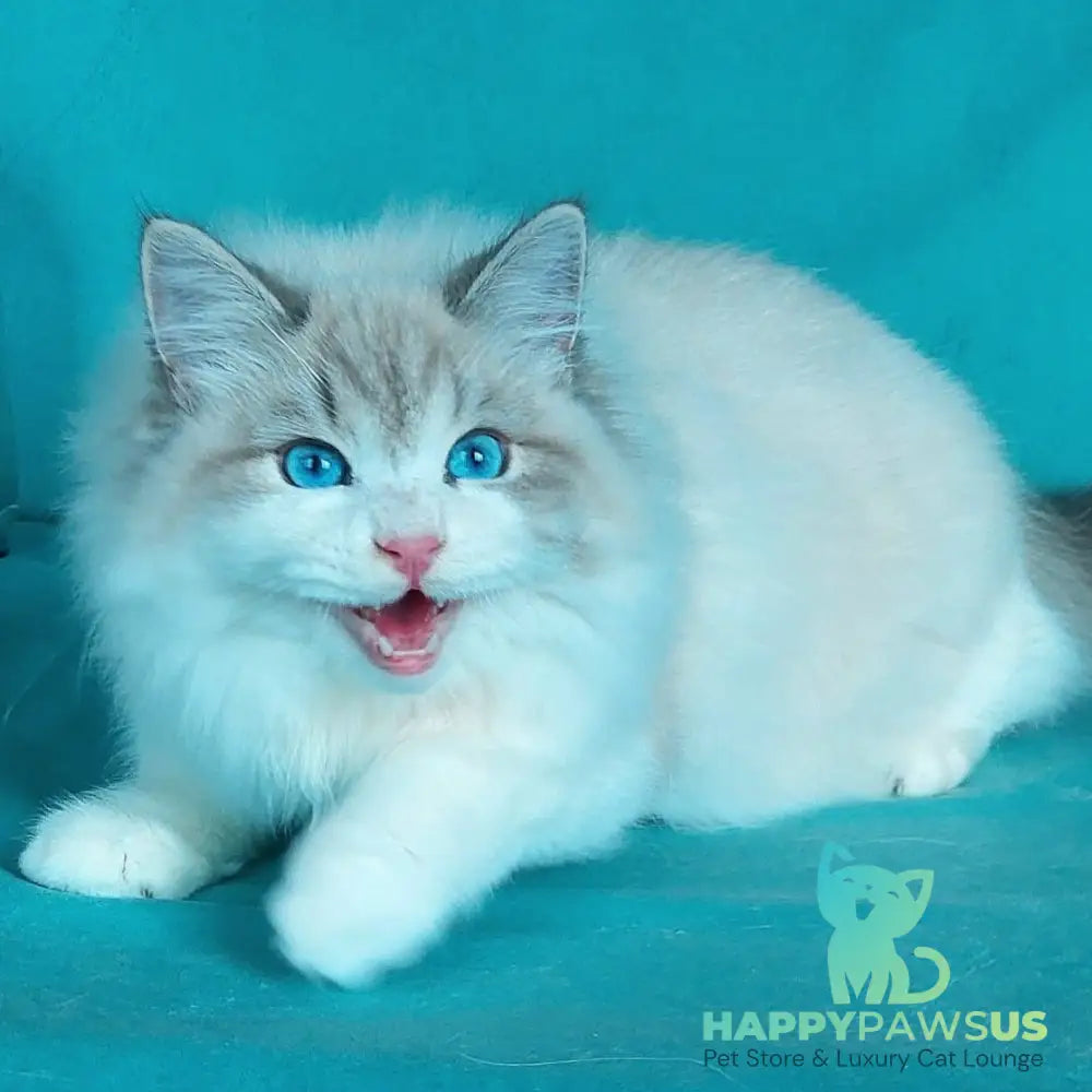 Nummarius Siberian male blue bicolour tabby pointed - live animals