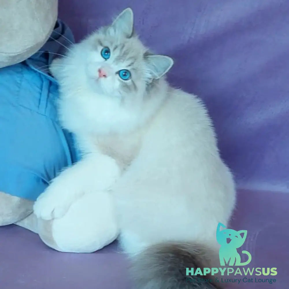 Nummarius Siberian male blue bicolour tabby pointed - live animals