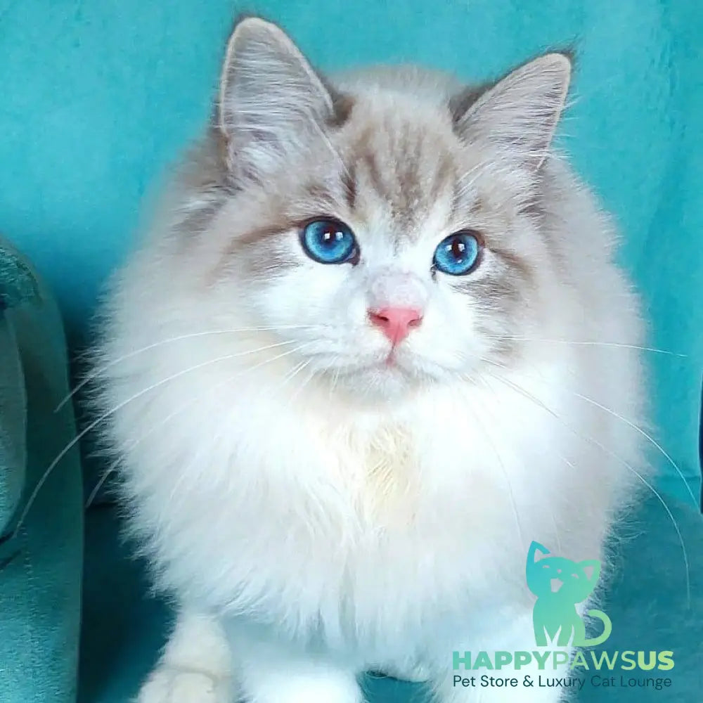 Nummarius Siberian male blue bicolour tabby pointed - live animals