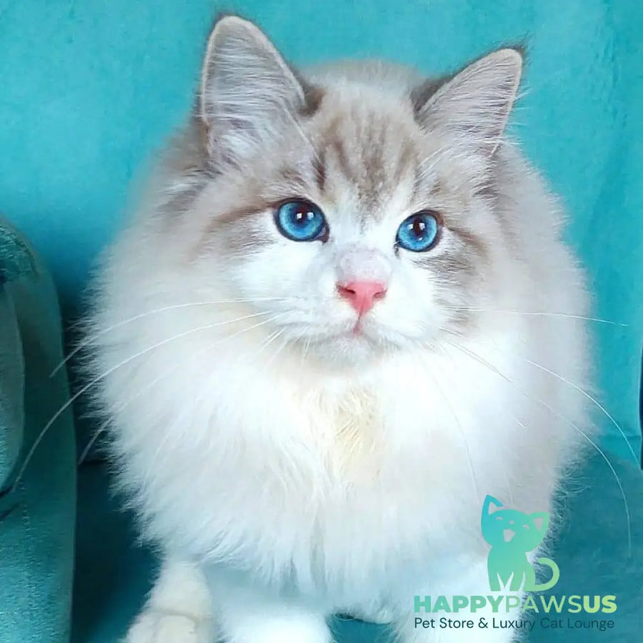 Nummarius Siberian male blue bicolour tabby pointed - live animals