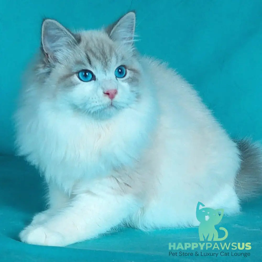 Nummarius Siberian male blue bicolour tabby pointed - live animals