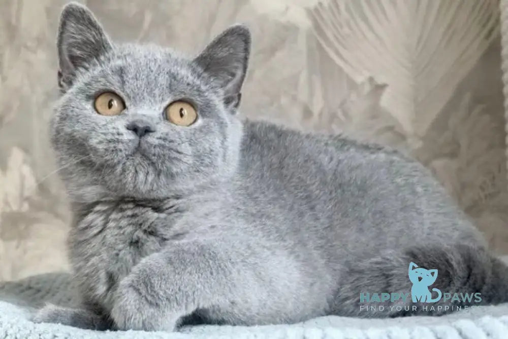 Nusha British Shorthair female blue - live animals