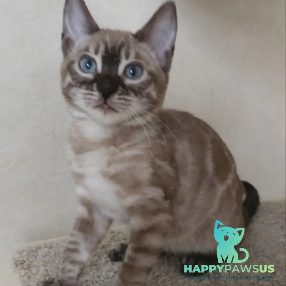 Nutela Bengal female black pointed spotted tabby - live animals