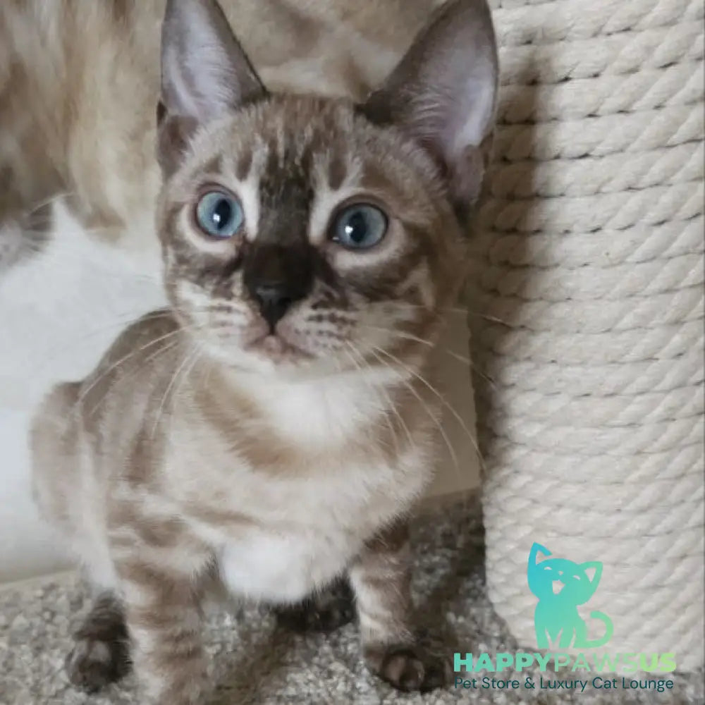 Nutela Bengal female black pointed spotted tabby - live animals