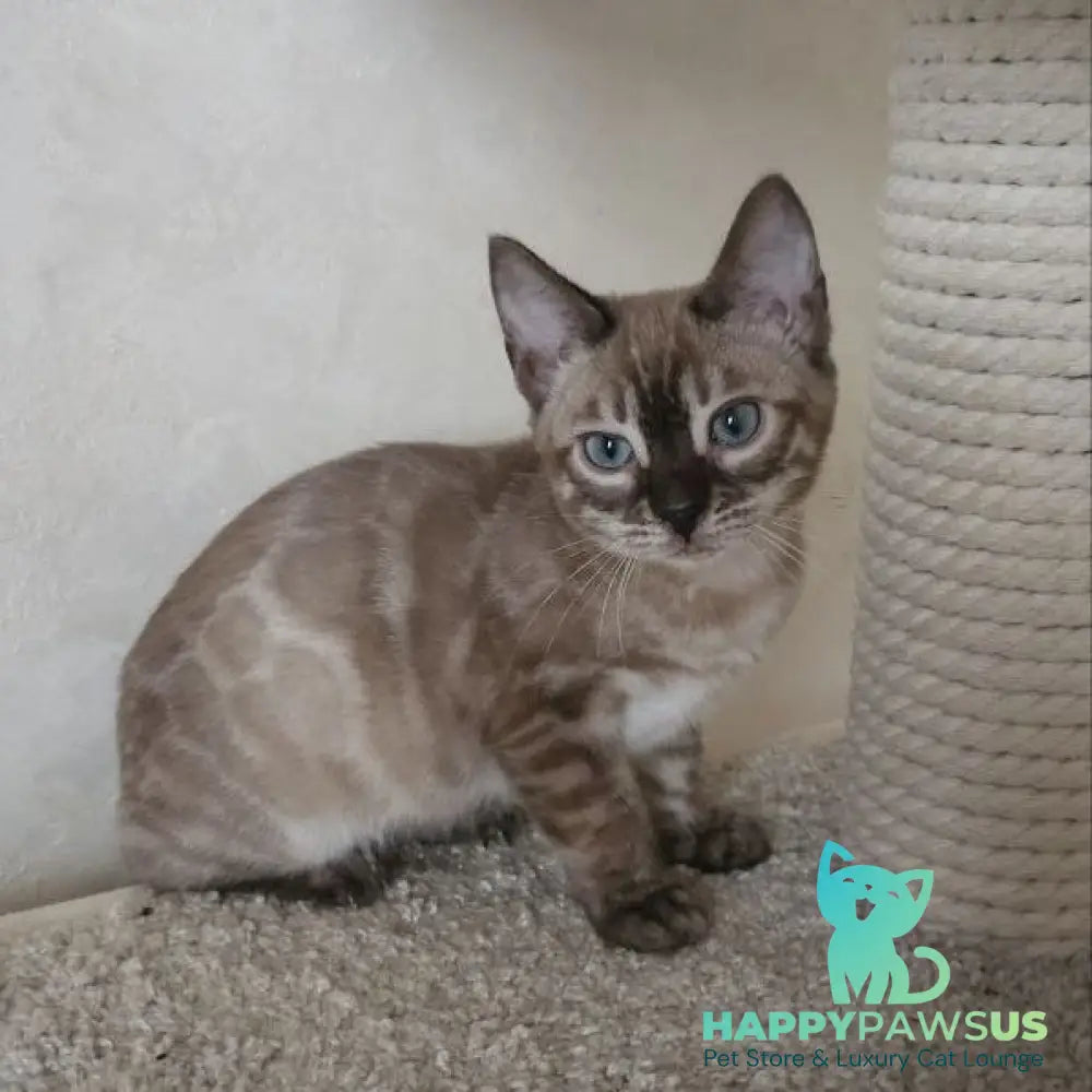 Nutela Bengal female black pointed spotted tabby - live animals