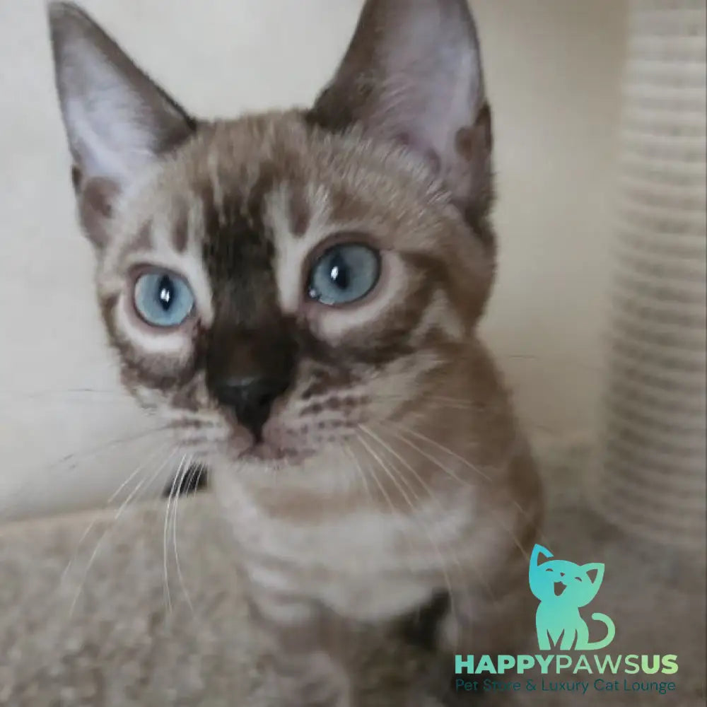 Nutela Bengal female black pointed spotted tabby - live animals