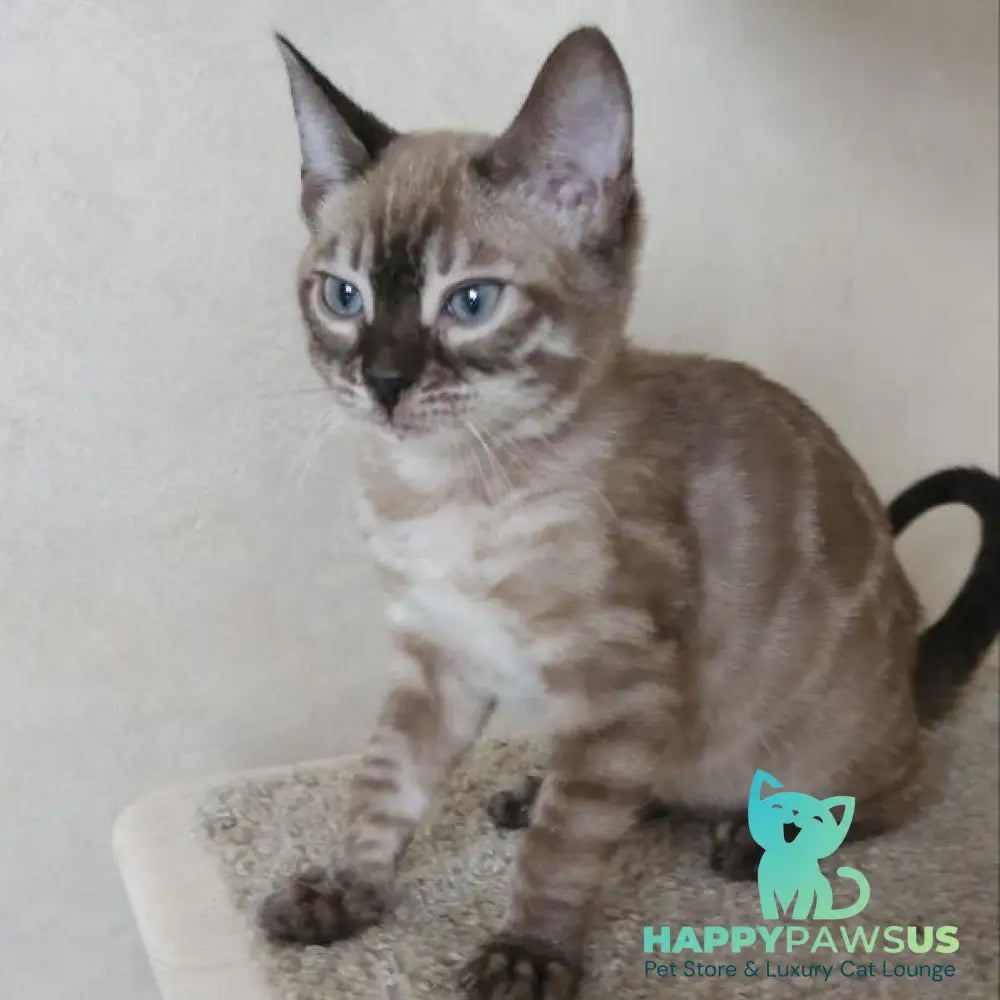 Nutela Bengal female black pointed spotted tabby - live animals
