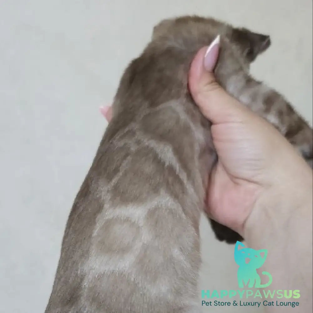 Nutela Bengal female black pointed spotted tabby - live animals