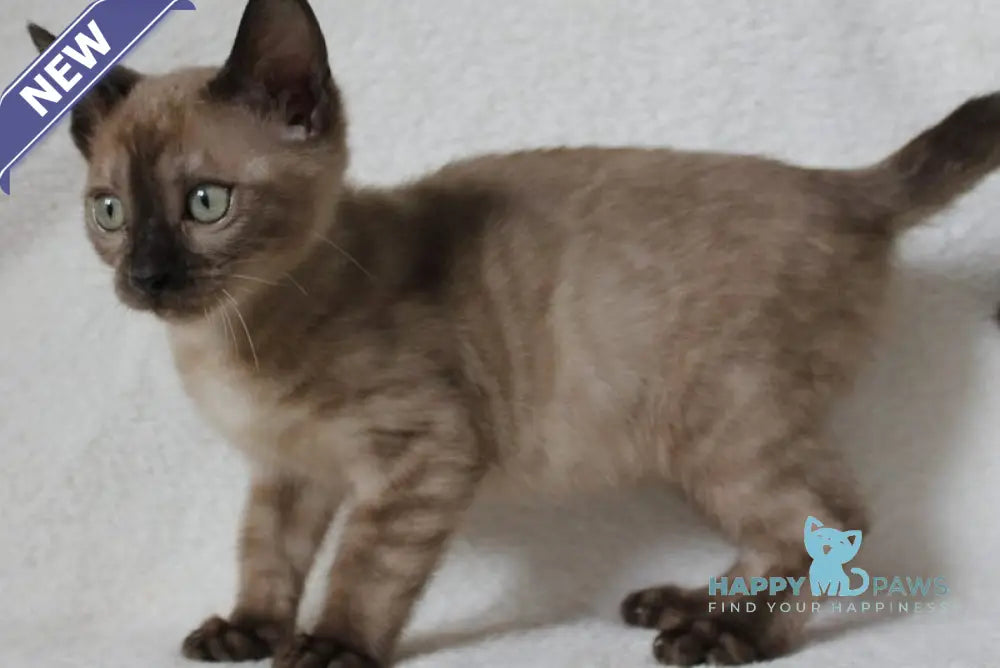 Nutella Bengal female black pointed live animals