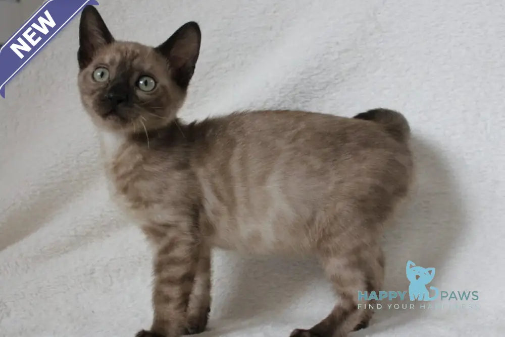 Nutella Bengal female black pointed live animals