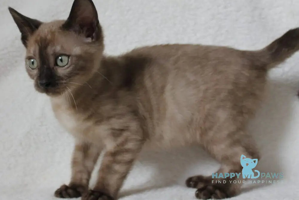 Nutella Bengal female black pointed live animals