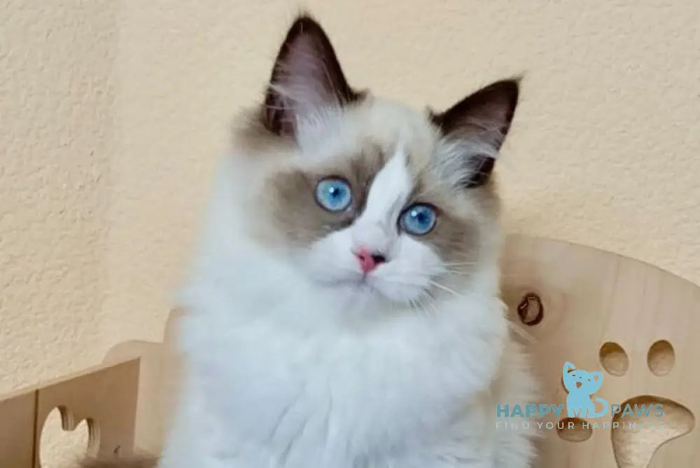 Nutra Ragdoll female seal bicolour live animals