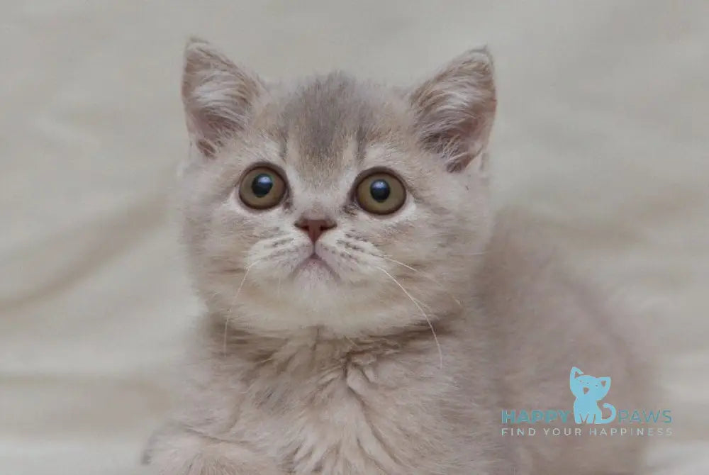 Nyasha British Shorthair female lilac ticked tabby live animals