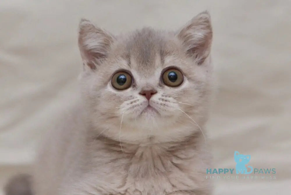 Nyasha British Shorthair female lilac ticked tabby live animals