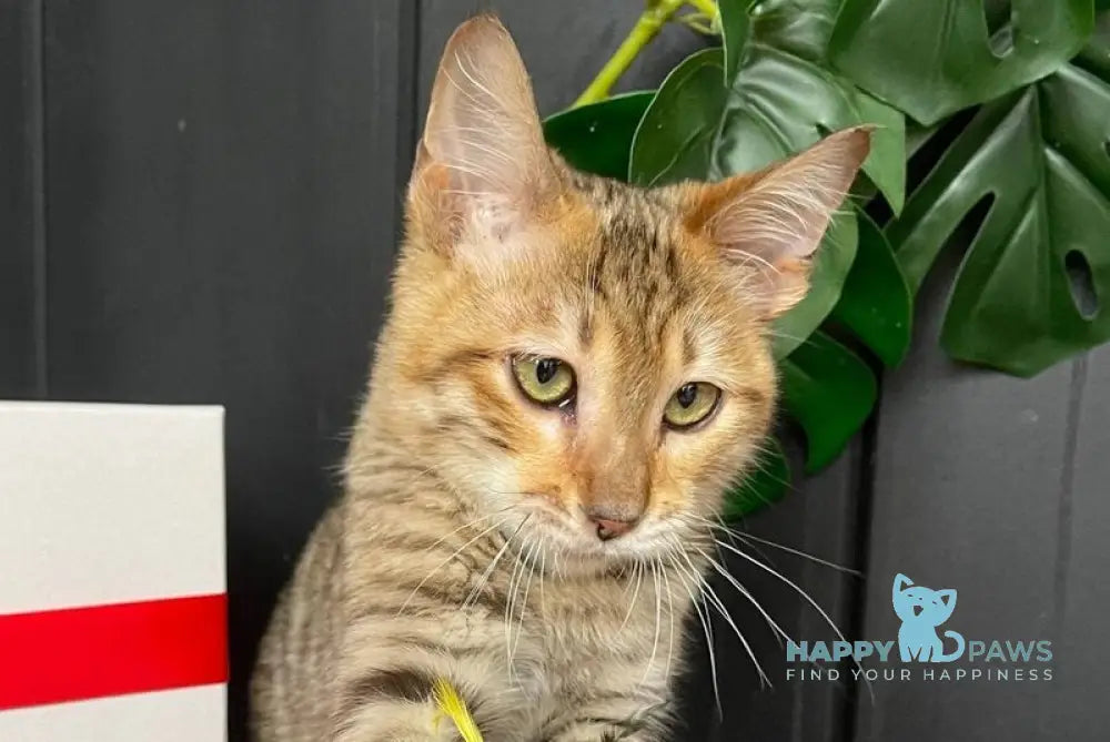 Nys Toyger male brown tabby live animals