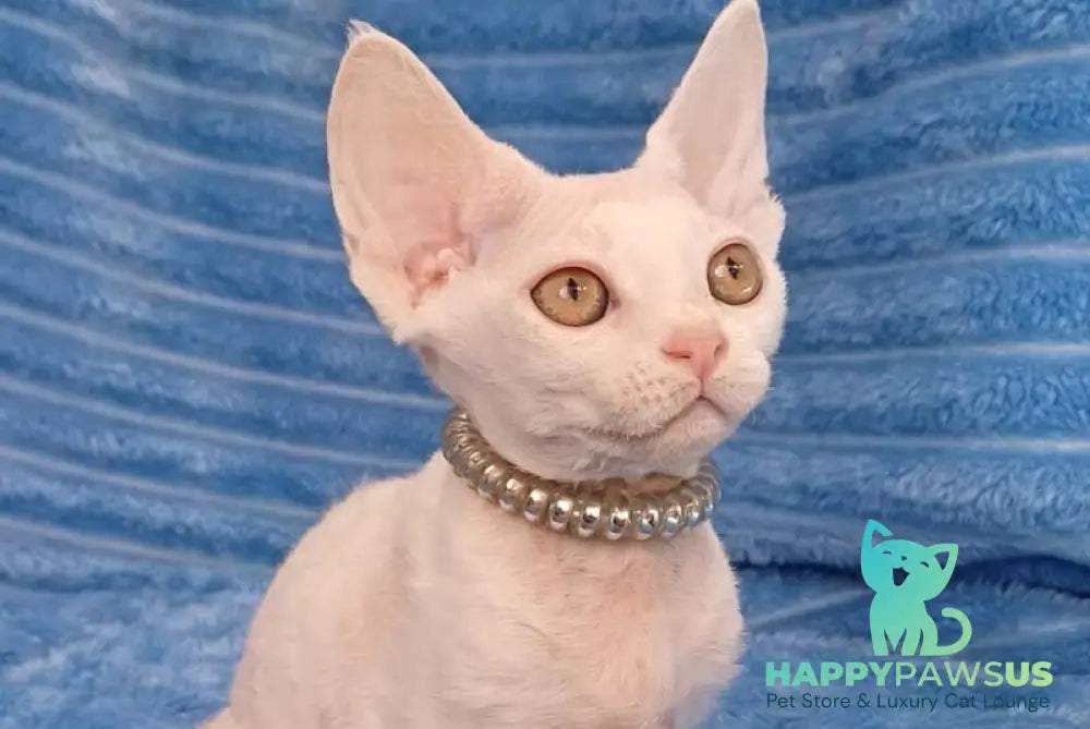 Nyssa Devon Rex female white live animals