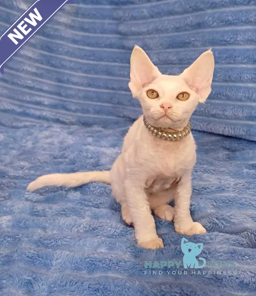 Nyssa Devon Rex female white live animals