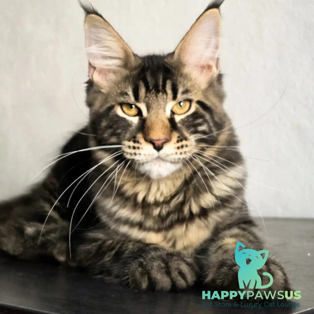 Obelux Maine Coon male black tabby - live animals