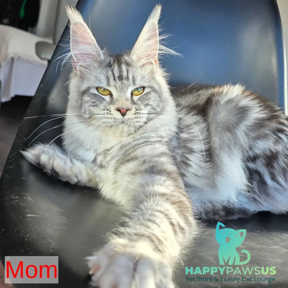Obelux Maine Coon male black tabby - live animals