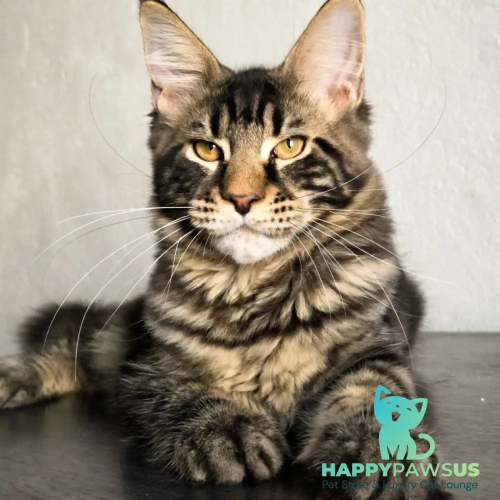 Obelux Maine Coon male black tabby - live animals