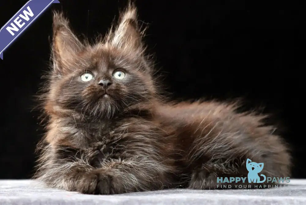 Oberon Maine Coon male black silver live animals