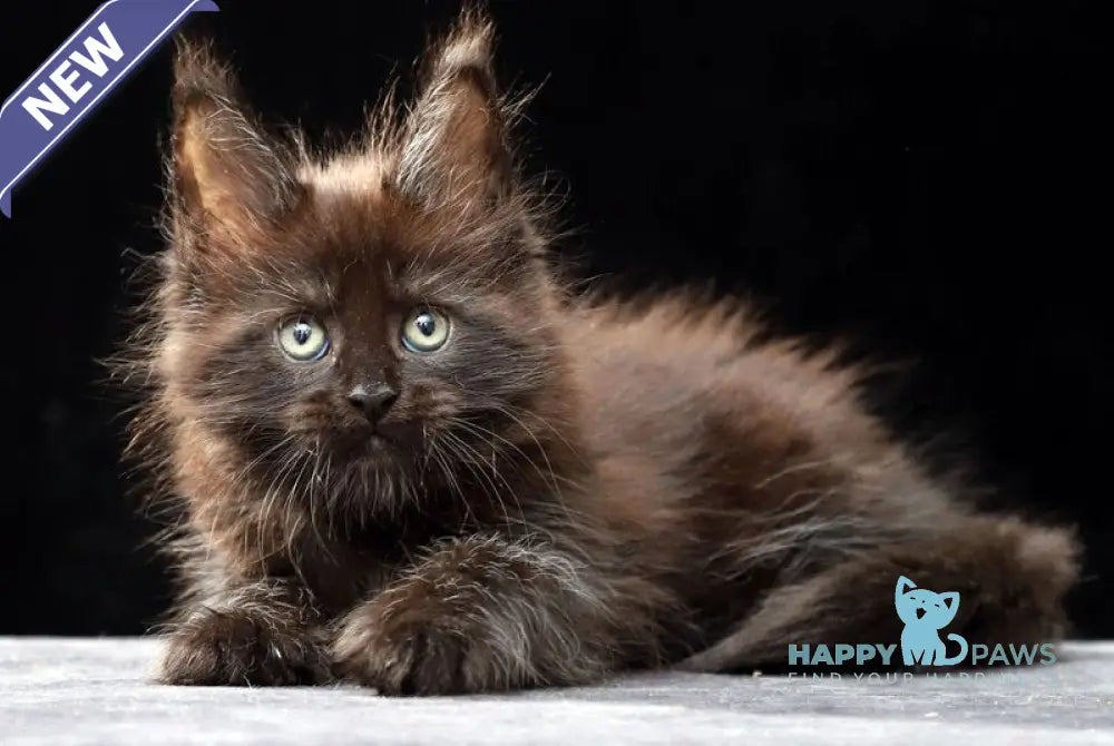 Oberon Maine Coon male black silver live animals
