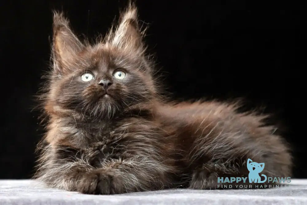Oberon Maine Coon male black silver live animals