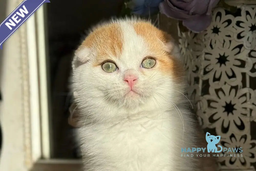 Obi Scottish Fold male black golden chinchilla bicolour live animals