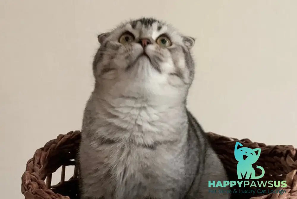 Ocean Scottish Fold male black silver ticked tabby live animals