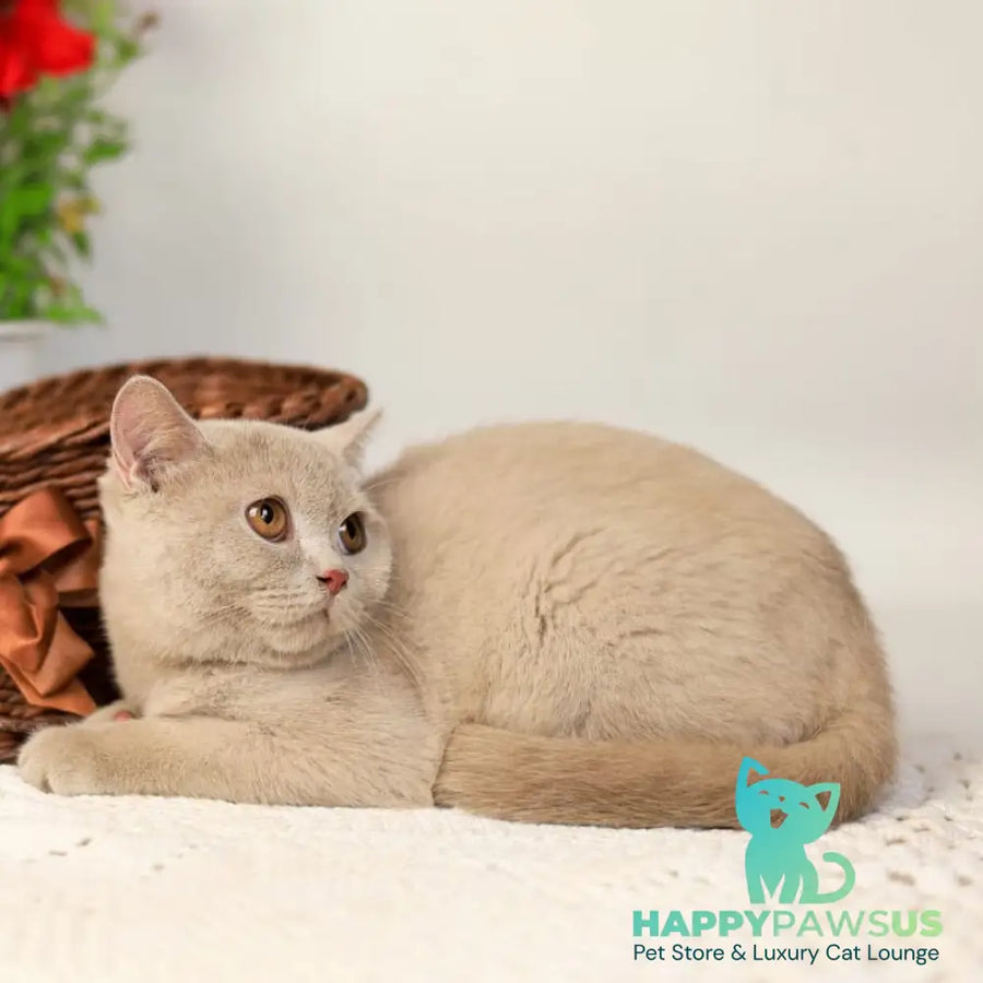 Odei British Shorthair female fawn - live animals