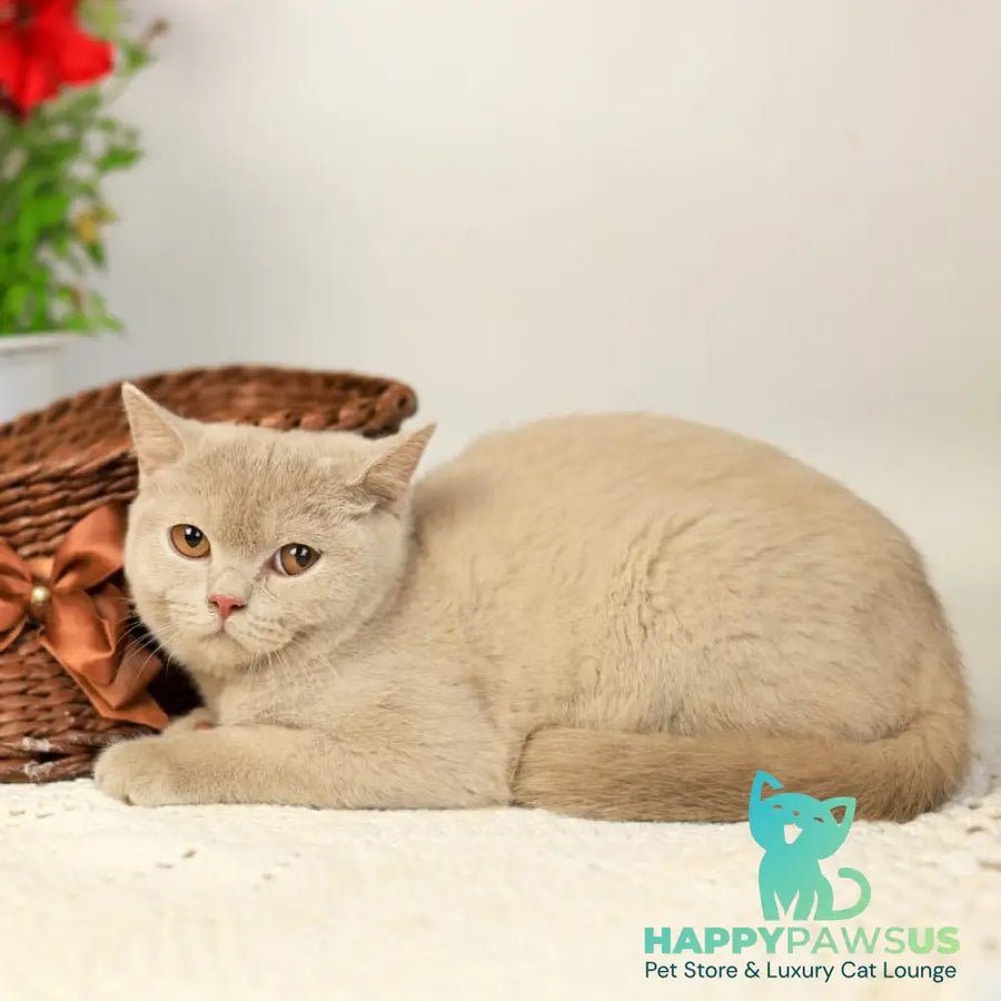 Odei British Shorthair female fawn - live animals
