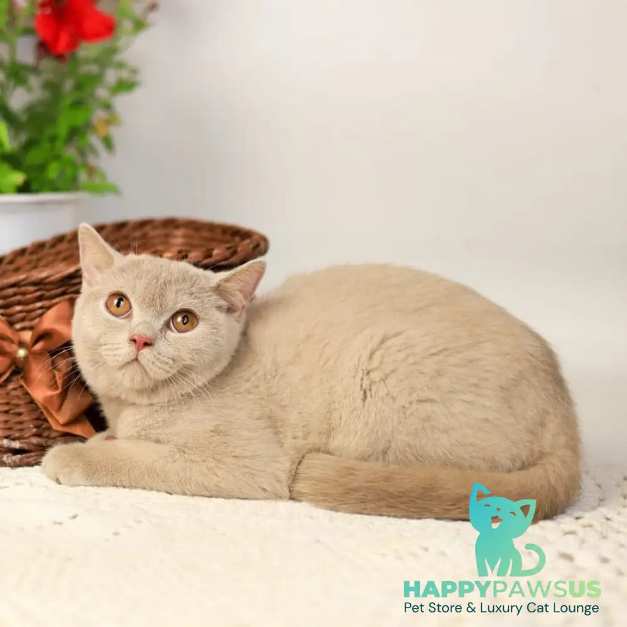 Odei British Shorthair female fawn - live animals