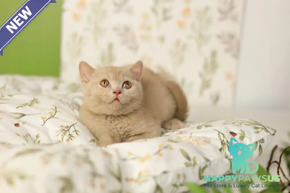 Odei British Shorthair female fawn - live animals