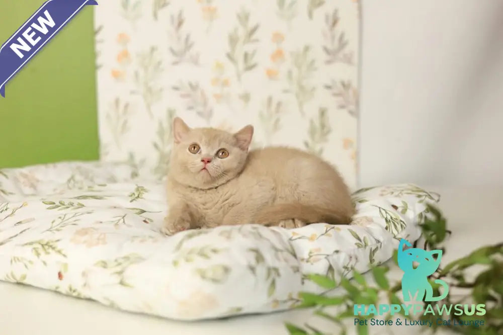Odei British Shorthair female fawn - live animals