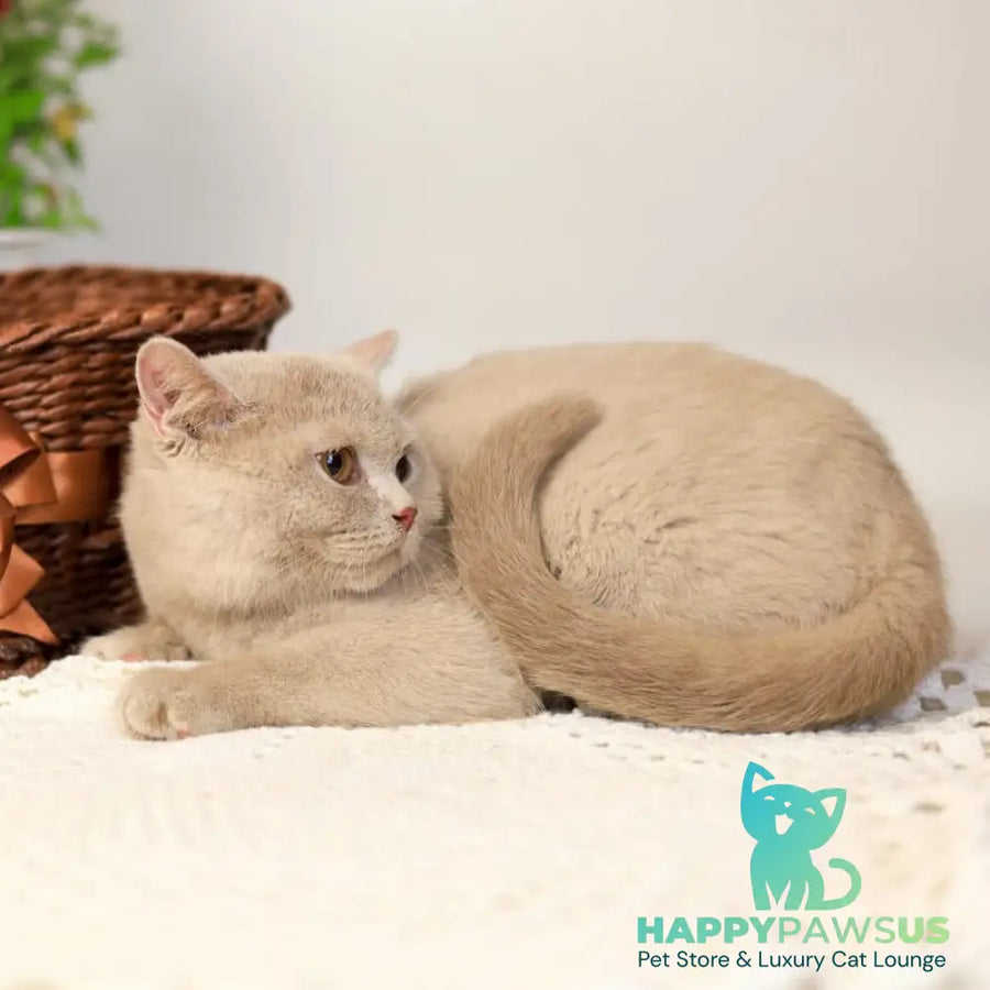 Odei British Shorthair female fawn - live animals