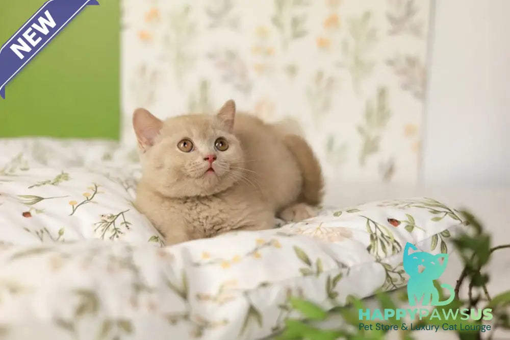 Odei British Shorthair female fawn - live animals