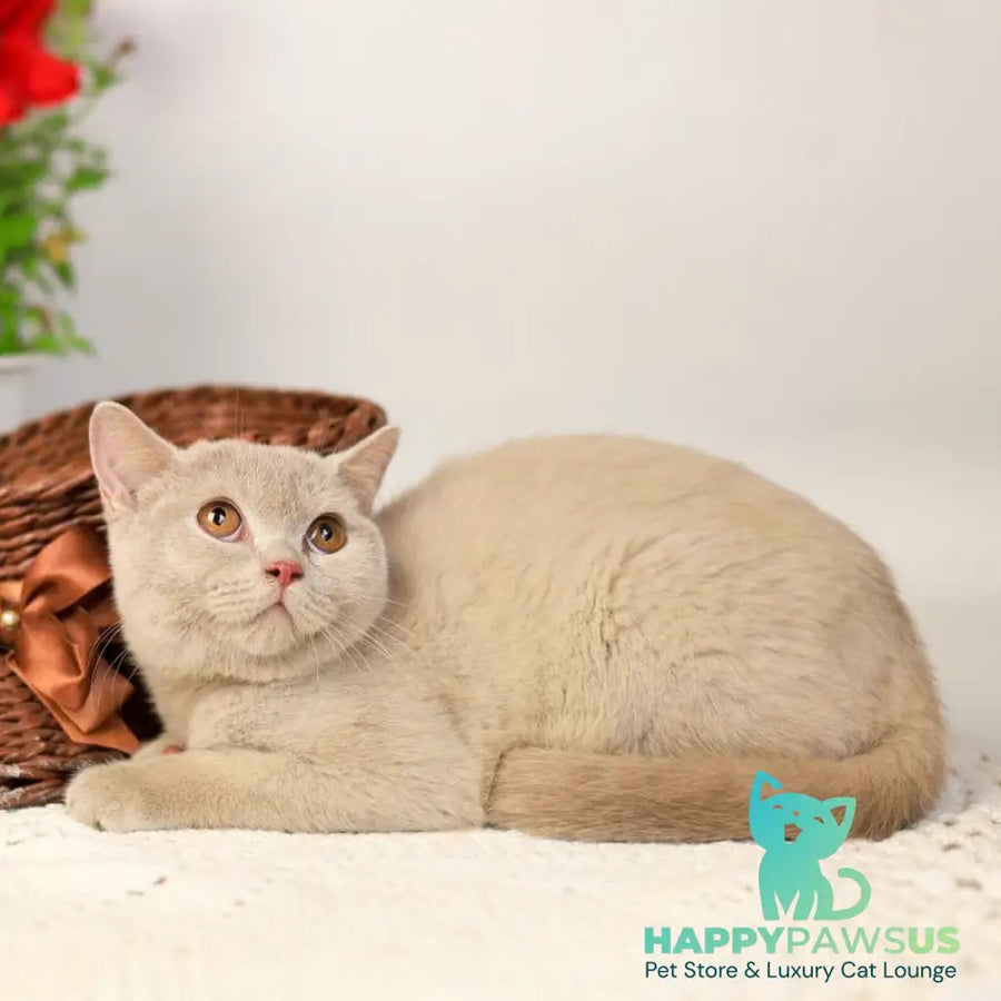Odei British Shorthair female fawn - live animals