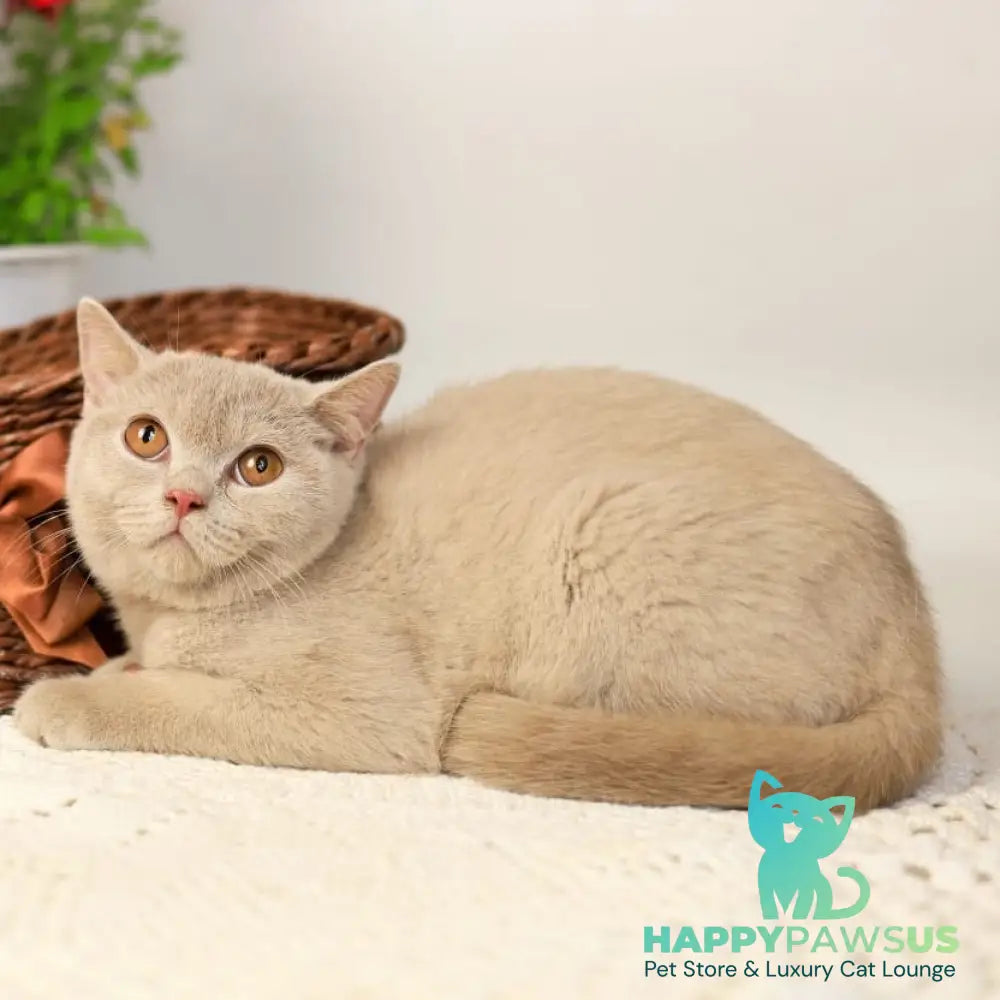 Odei British Shorthair female fawn - live animals
