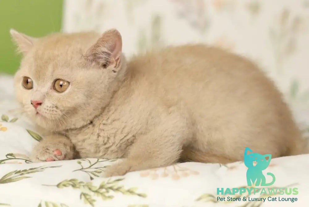 Odei British Shorthair female fawn - live animals