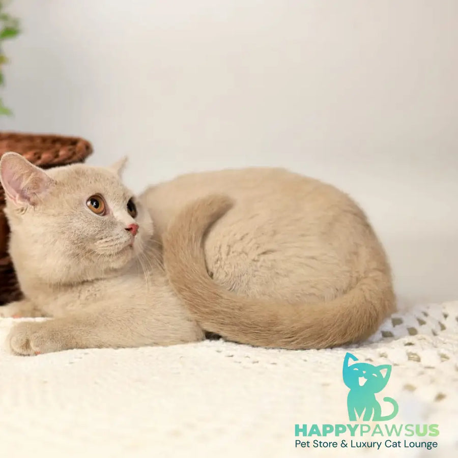 Odei British Shorthair female fawn - live animals