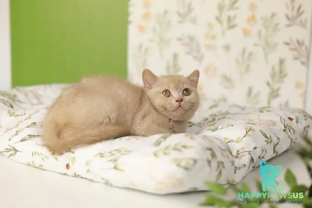 Odei British Shorthair female fawn - live animals