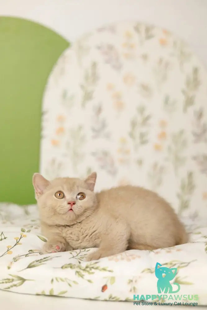 Odei British Shorthair female fawn - live animals