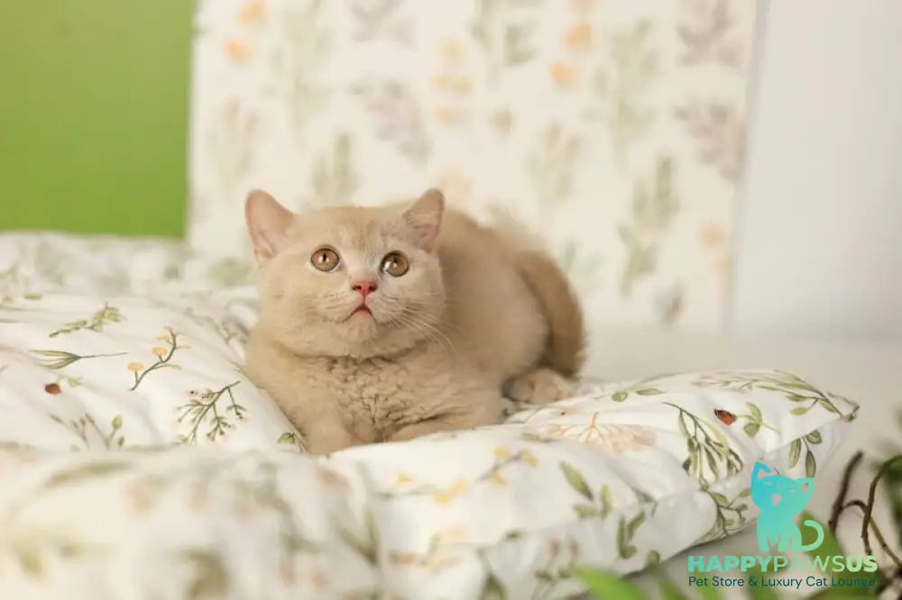 Odei British Shorthair female fawn - live animals