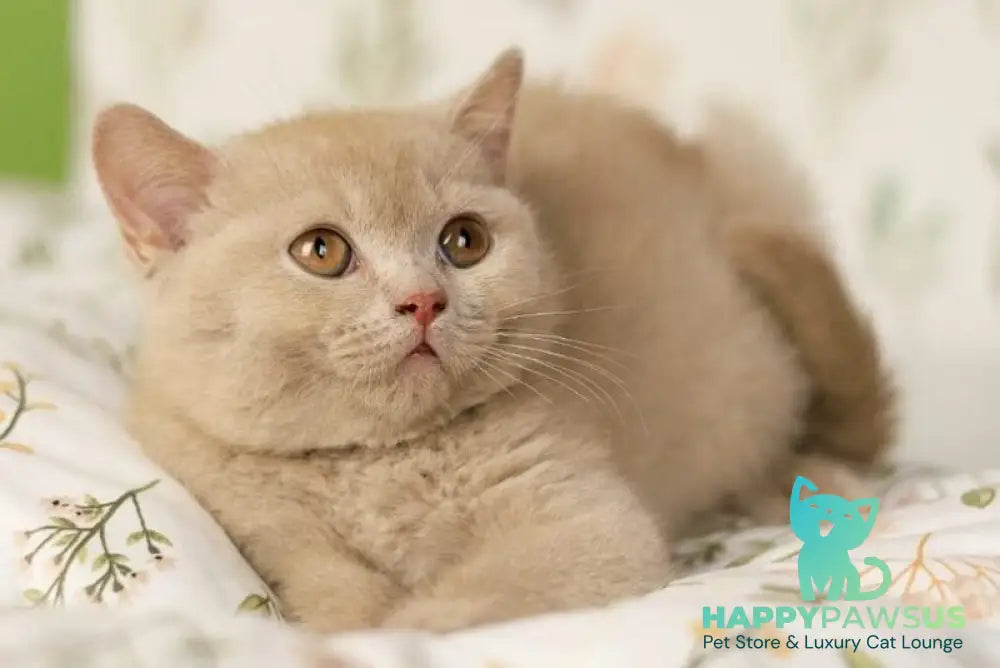 Odei British Shorthair female fawn - live animals